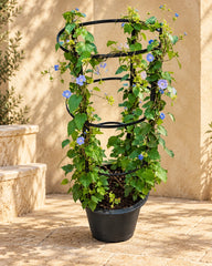 Jacquemontia Martii “Clustervine”