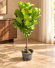 Fiddle Leaf Fig Tree (Ficus Lyrata) – Indoor Tropical Plant