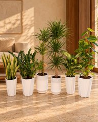 Indoor Decorative Plant Set in Premium White Pots (6 Varieties)