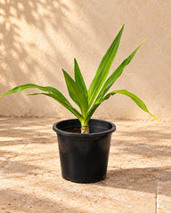 Crinum Asiaticumb(Spider Lily)