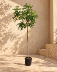 Millingtonia Hortensis(Tree Jasmine)