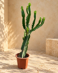 Candelabra Cactus