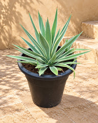 Agave