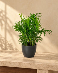 Parlor Palm