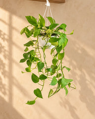 Hanging Money Plant
