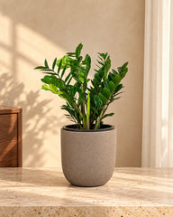 ZZ plant