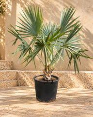 Bismark Palm