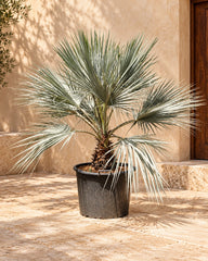 Mexican Blue Palm (Brahea Armata)