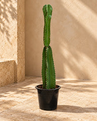 Peruvian Apple Cactus