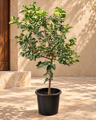 Citrus × latifolia (Persian lime)