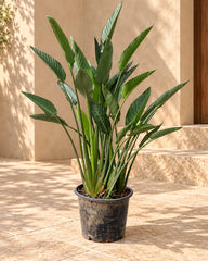 Bird Of Paradise