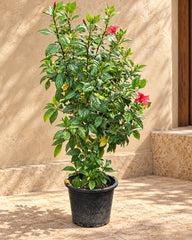 Hibiscus Tall