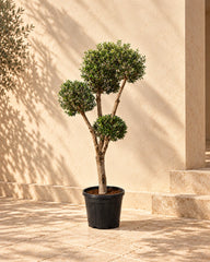 Pom-Pom Olive (Olea Europea)