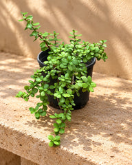 Elephant's Bush (Portulacaria Afra)
