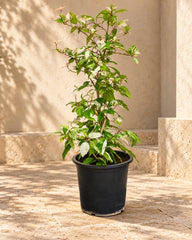Hibiscus Variegated (Hibiscus Rosa-Sinensis)