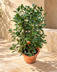 Chinese Orange (Citrus mitis)