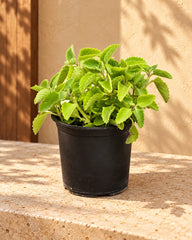 Ajwain