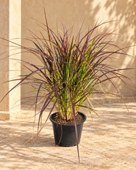 Red Fountain Grass ( Pennisetum Rubrum )