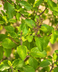 Holy Basil (Ocimum Tenuiflorum)