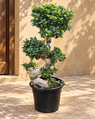 Ficus S Bonsai