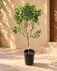 Lemon Tree (Citrus Lemon)