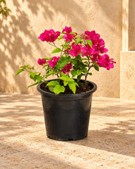 Bougainvillea (Bougainvillea Glabra)