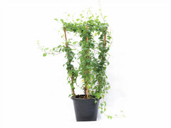 Jacquemontia Martii “Clustervine” plant with lush green foliage and trailing vines, displayed in a decorative garden setting.