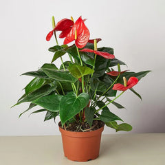 Flamingo Plant