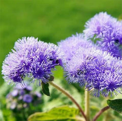 Floss Flower | Seeds