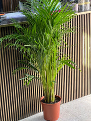 Areca Palm Indoor Tree( HOLLAND )