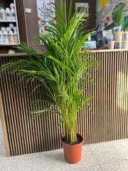 Areca Palm Indoor Tree( HOLLAND )