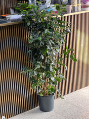 Ficus Benjamina ( Wheeping Fig ) 100cm - 120cm