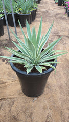 Agave
