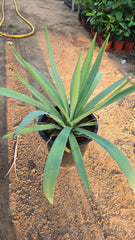 Agave