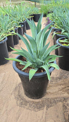 Agave