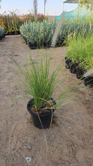 Green Fountain Grass