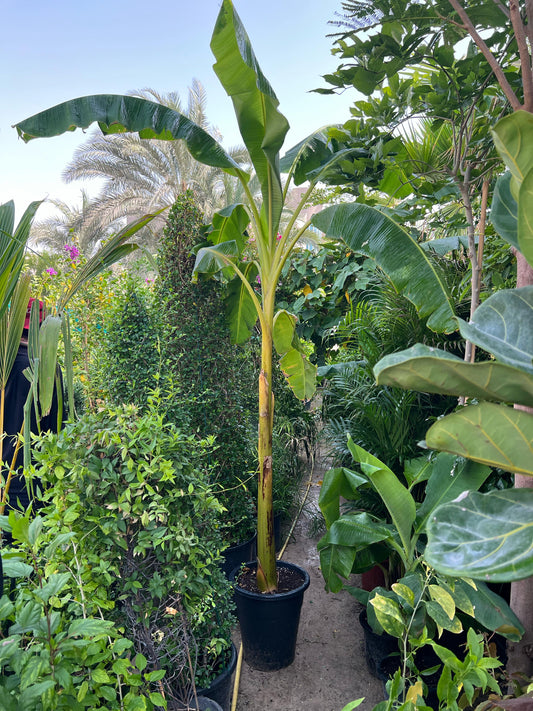 Banana Plant (Musa Paradisiaca)