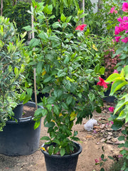 Hibiscus Tall