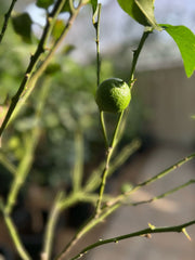 Lemon Tree (Citrus Lemon)