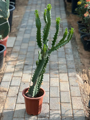 Candelabra Cactus
