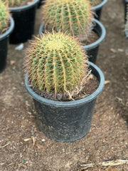 Golden Barrel Cactus