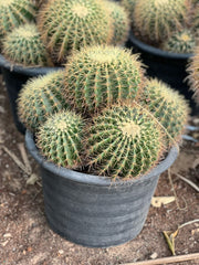 Golden Barrel Cactus