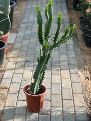 Candelabra Cactus
