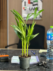 Areca Palm Indoor Tree( HOLLAND )