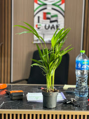 Areca Palm Indoor Tree( HOLLAND )