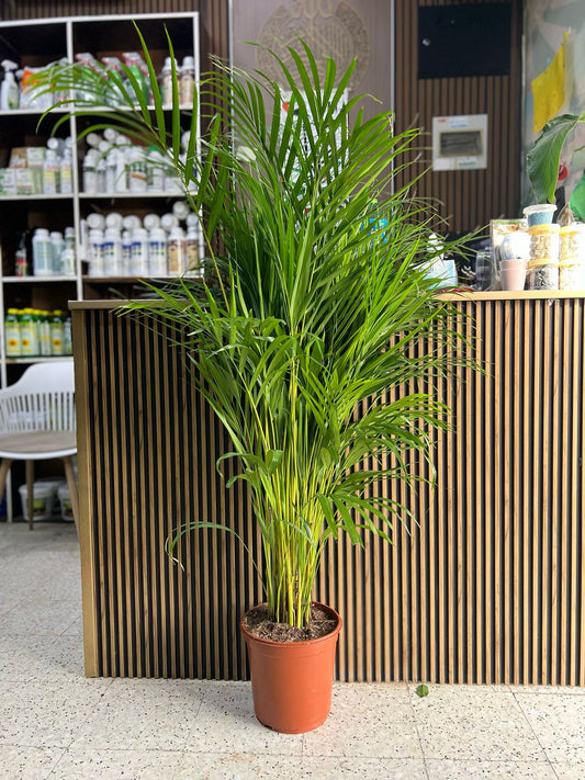 Areca Palm Indoor Tree( HOLLAND )