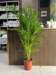 Areca Palm Indoor Tree( HOLLAND )