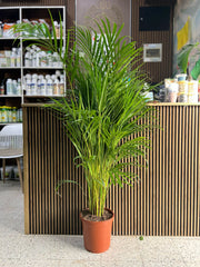 Areca Palm Indoor Tree( HOLLAND )