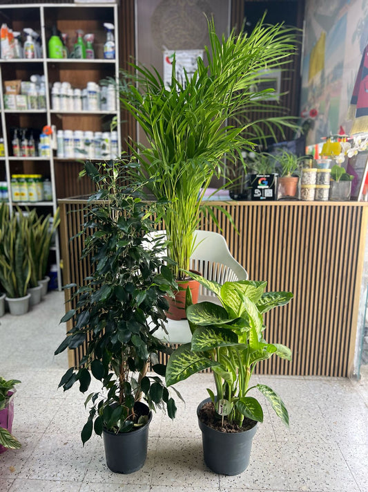 Popular indoor plants in Dubai