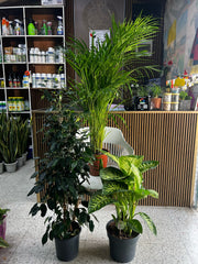 Popular indoor plants in Dubai